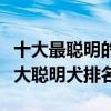 十大最聰明的狗排名（世界上什么狗最聰明十大聰明犬排名）