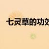 七靈草的功效（七仙草的普通功效是什么）