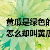 黃瓜是綠色的為什么會叫黃瓜（黃瓜是綠色的怎么卻叫黃瓜?）