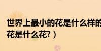 世界上最小的花是什么樣的花(世界上最小的花是什么花?)