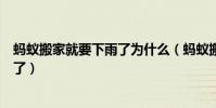 螞蟻搬家就要下雨了為什么(螞蟻搬家是不是意味著要下雨了)