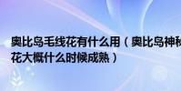 奧比島毛線花有什么用(奧比島神秘世界里的紐扣豆和毛線花大概什么時候成熟)