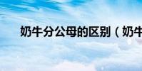 奶牛分公母的區別(奶牛分公母嗎??)