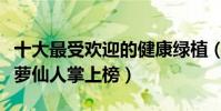 十大最受歡迎的健康綠植(對人有益的植物綠蘿仙人掌上榜)