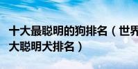 十大最聰明的狗排名(世界上什么狗最聰明十大聰明犬排名)