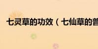七靈草的功效(七仙草的普通功效是什么)
