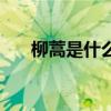 柳蒿是什么植物及圖片（柳蒿是什么）