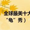 全球最美十大寵物龜（最好看寵物龜盤點大家“龜”秀）