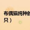 布偶貓純種的多少錢(純種布偶貓要多少錢一只)