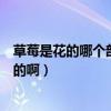 草莓是花的哪個部分(草莓開的花兒有幾個花瓣是什么顏色的啊)