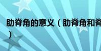 肋脊角的意義(肋脊角和脊肋角是不是一回事)