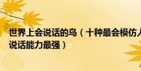 世界上會說話的鳥(十種最會模仿人類說話的鳥非洲灰鸚鵡說話能力最強)