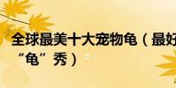 全球最美十大寵物龜(最好看寵物龜盤點大家“龜”秀)