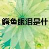 鱷魚眼淚是什么東西（鱷魚眼淚是什么意思）