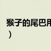 猴子的尾巴用來干什么（猴子的尾巴用來干嘛）