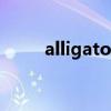 alligator（關于alligator的介紹）