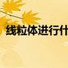 線粒體進行什么作用?（線粒體起什么作用）