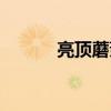 亮頂蘑菇刷新地點（亮頂蘑菇）