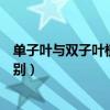 單子葉與雙子葉植物果實的觀察實驗(單子葉與雙子葉的區別)