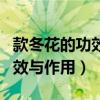 款冬花的功效與作用和禁忌（款冬花有什么功效與作用）