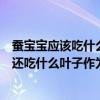 蠶寶寶應該吃什么樣的桑葉（家里養的小蠶寶寶除了吃桑葉還吃什么葉子作為食物）