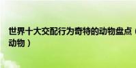 世界十大交配行為奇特的動物盤點(全球十大性行為奇特的動物)