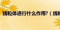 線粒體進行什么作用?(線粒體起什么作用)