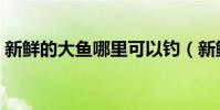新鮮的大魚哪里可以釣(新鮮的大魚在哪釣)