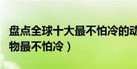 盤點全球十大最不怕冷的動物(世界上哪種動物最不怕冷)