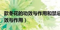 款冬花的功效與作用和禁忌(款冬花有什么功效與作用)