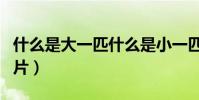 什么是大一匹什么是小一匹(什么是大一寸相片)