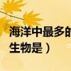 海洋中最多的生物是什么生物（海洋中最多的生物是）