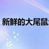 新鮮的大尾鼠魚（哪些地方有新鮮的鼠尾魚）