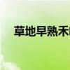 草地早熟禾葉片（如何識別草地早熟禾）