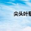 尖頭葉藜介紹（尖頭葉藜是什么）