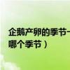 企鵝產卵的季節一般是在哪個季節（企鵝產卵的季節一般是哪個季節）