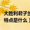 大勝利君子蘭開花圖片（大勝利君子蘭的葉的特點是什么）
