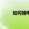如何捕電鰻（電鰻魚的捕捉技巧）