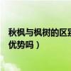 秋楓與楓樹的區別（秋紅楓和普通國內的紅楓樹相比有什么優勢嗎）