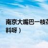 南京大嘴巴一枝花現狀（誰知道南京大嘴巴一枝花的個人資料呀）