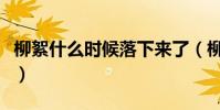柳絮什么時候落下來了(柳絮什么時候落下來)
