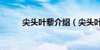尖頭葉藜介紹(尖頭葉藜是什么)