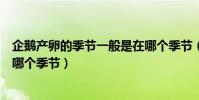企鵝產卵的季節一般是在哪個季節(企鵝產卵的季節一般是哪個季節)
