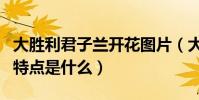 大勝利君子蘭開花圖片(大勝利君子蘭的葉的特點是什么)