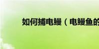 如何捕電鰻(電鰻魚的捕捉技巧)