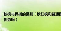 秋楓與楓樹的區別(秋紅楓和普通國內的紅楓樹相比有什么優勢嗎)