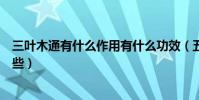 三葉木通有什么作用有什么功效(五葉木通的功效作用有哪些)