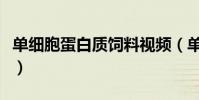 單細胞蛋白質飼料視頻(單細胞蛋白質是什么)