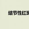 結節性紅斑（關于結節性紅斑的介紹）