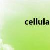 cellular（關于cellular的介紹）